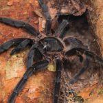 10 Makanan Teraneh di Dunia, Tarantula Goreng hingga Ikan Berbau Busuk – Suara.com