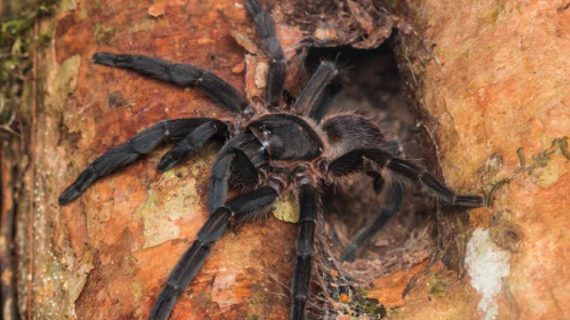 10 Makanan Teraneh di Dunia, Tarantula Goreng hingga Ikan Berbau Busuk – Suara.com